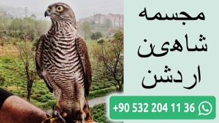 مجسمه شاهین اردشن